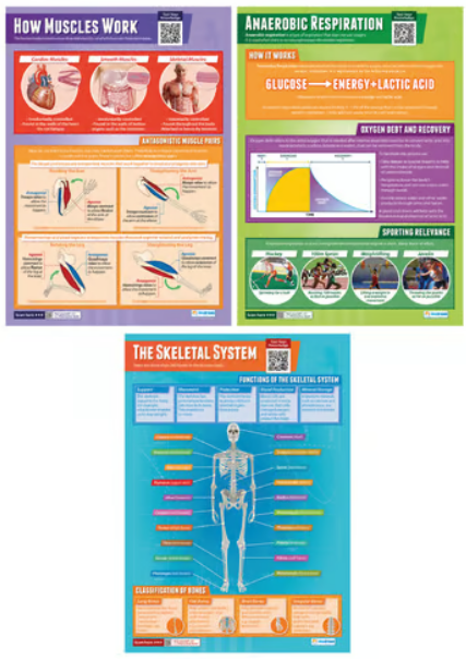 Daydream Applied Anatomy &amp; Physiology Posters - Set of 9