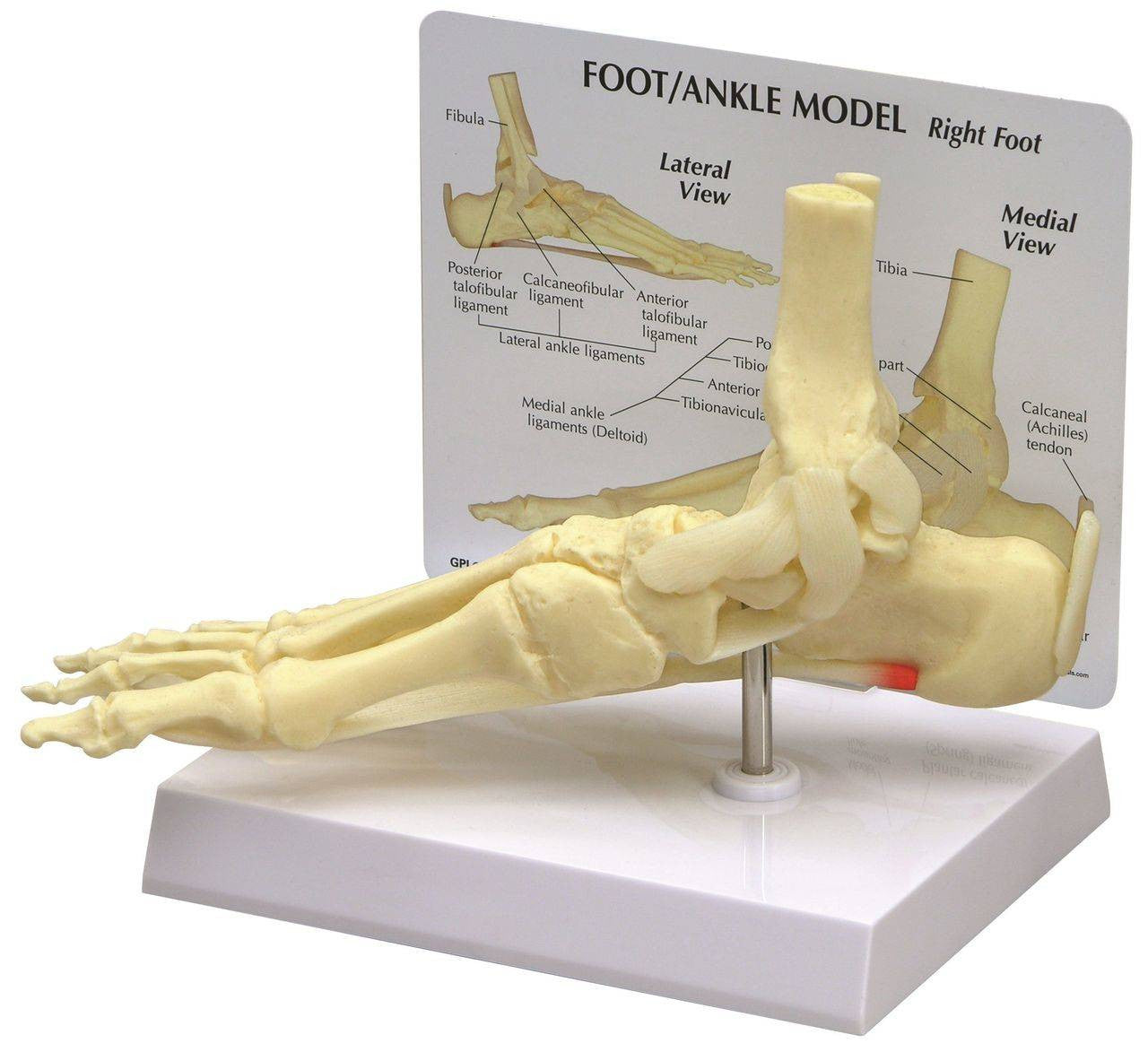 Foot and Ankle Anatomy Model